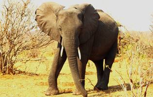 Thumbnail Placeholder