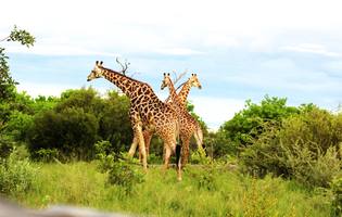 Thumbnail Placeholder